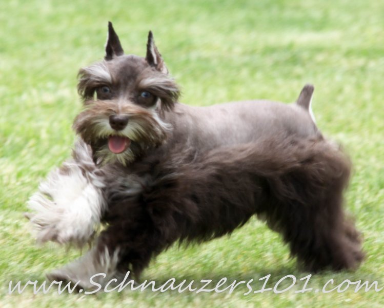 Supercoated Schnauzers & Chocolate Schnauzer Puppies Mini Designer Puppys