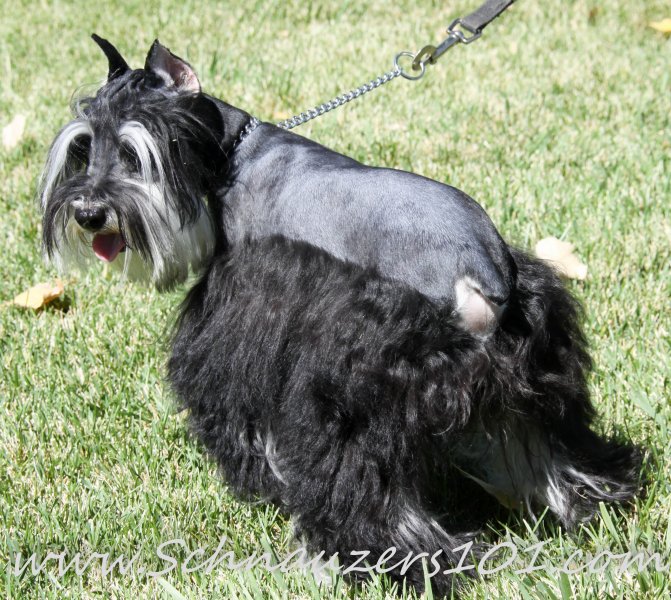 Supercoated Schnauzers & Chocolate Schnauzer Puppies Mini Designer Puppys