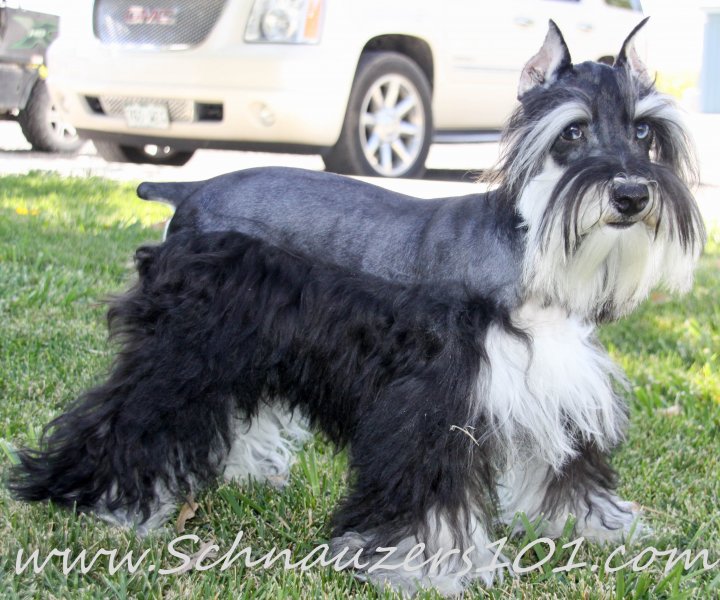 Supercoated Schnauzers & Chocolate Schnauzer Puppies Schnauzers 101