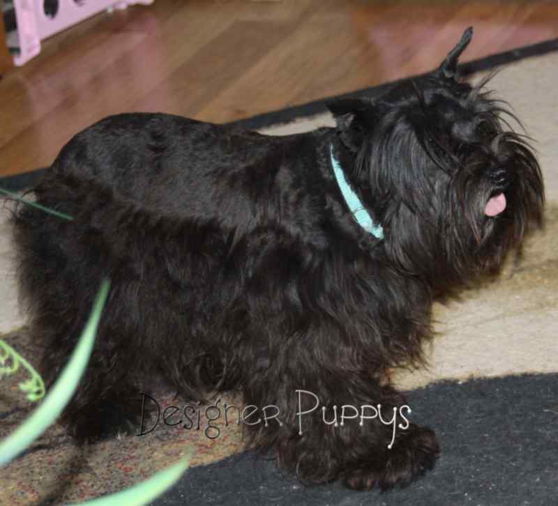 Toy Parti Schnauzer Breeder & Puppies Colorado Mini Designer Puppys