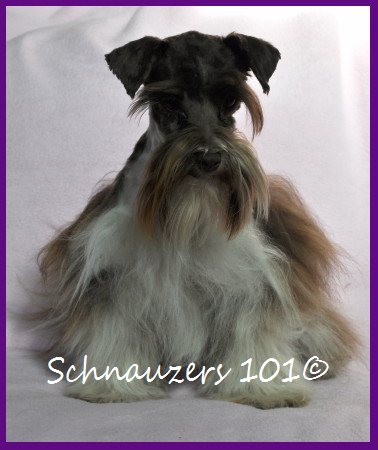 schnauzer puppies colorado akc black and silver phantom schnauzers breeds picture schnauzer puppies colorado akc black and silver phantom schnauzers breeds picture