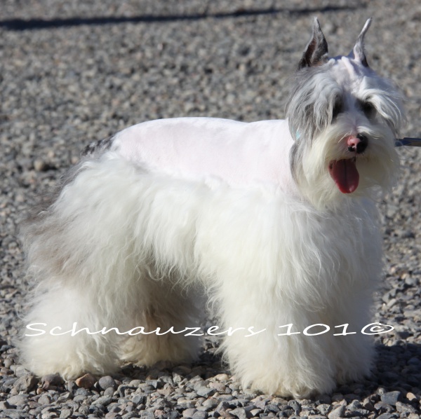 Super Coated Schnauzer Chocolate Schnauzer Puppy Mini Designer Puppys