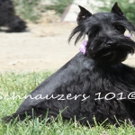 Black Mega Coat Seven Pound Schnauzer Dam