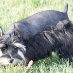 Clutch, Black and Silver Mega Coat Male Schnauzer