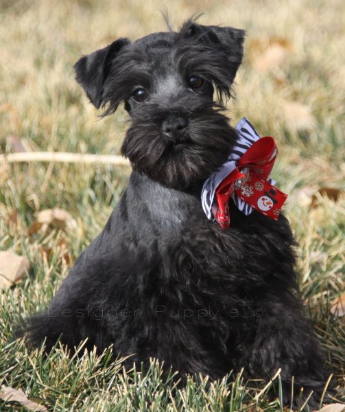 wheaten colored schnauzer