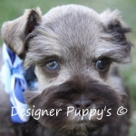 Mini Schnauzer Puppy with Blue Eyes