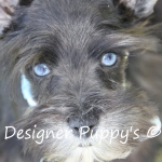 Blue eyed Mini Schnauzer