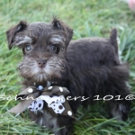 Mini Schnauzer puppy