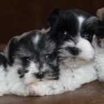 Icee and hollywood pups 100