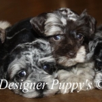 Malon, Almond & Paris pups @ 6 wks 117