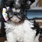 Xmas and puppies 152