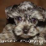 pups 062