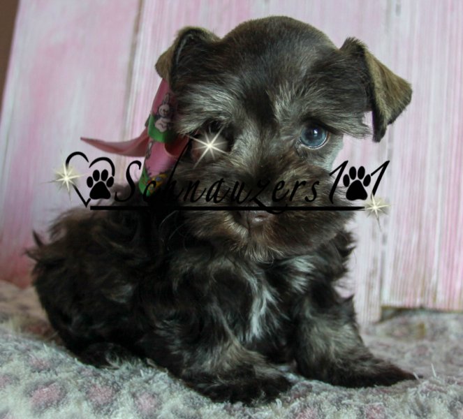 Toy Schnauzer Puppies For Sale Parti Schnauzer Breeders Schnauzers 101