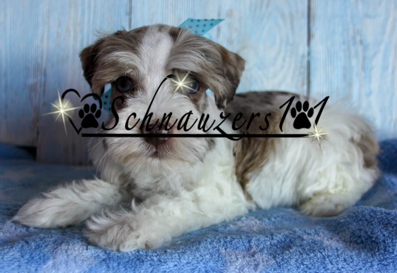 Schnauzers 101 brown and white puppy