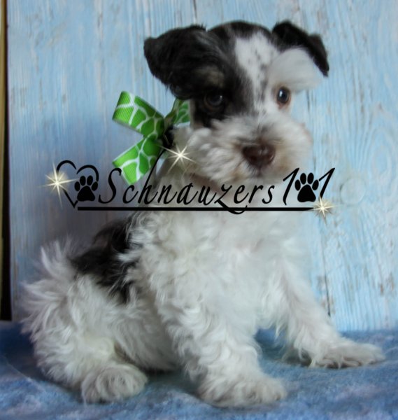 Schnauzers 101 black and white puppy