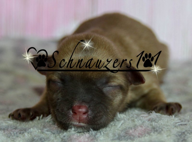 Schnauzers 101 sleeping puppy