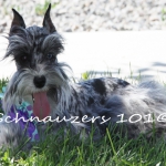 wishbone-jellybean-094