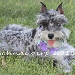 Blue Merle Mega Coat Schnauzer With One Full Blue Eye