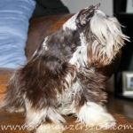 malon-uk-dogs-036-copy