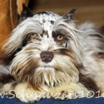 malon-uk-dogs-040