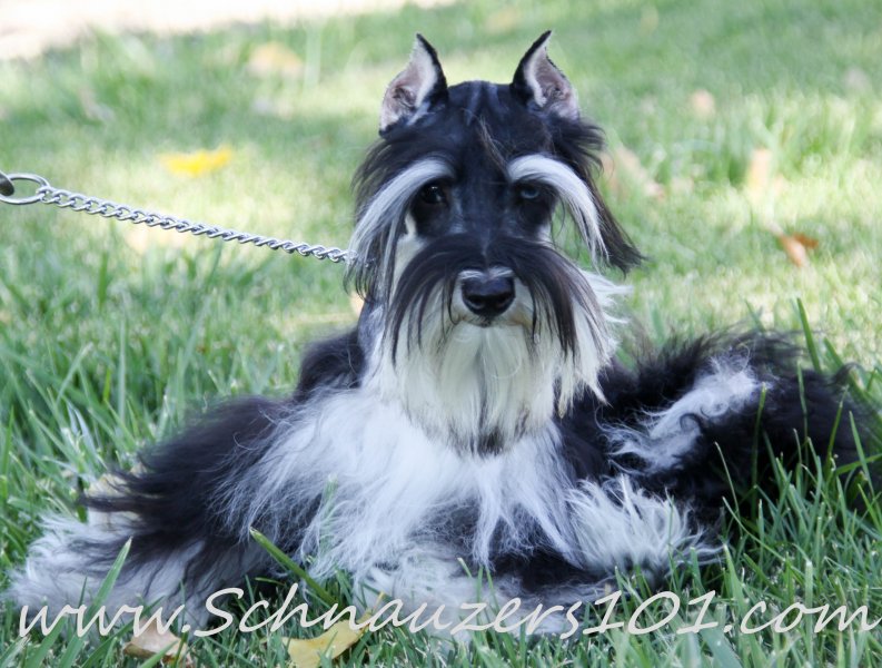 Supercoated Schnauzers & Chocolate Schnauzer Puppies Schnauzers 101