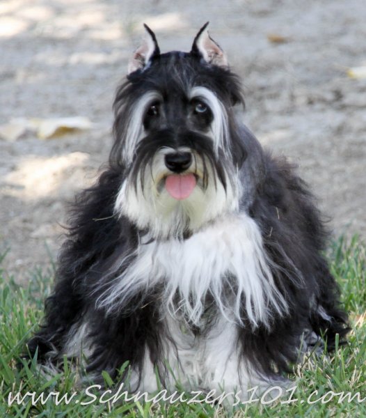 Supercoated Schnauzers & Chocolate Schnauzer Puppies Schnauzers 101