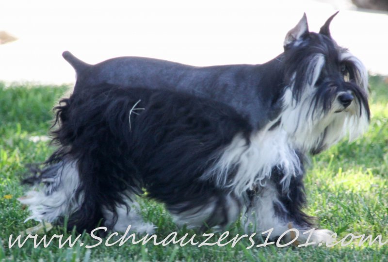 Supercoated Schnauzers & Chocolate Schnauzer Puppies Schnauzers 101