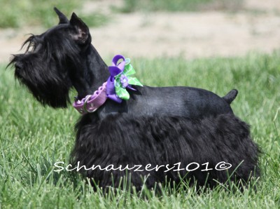 Black Schnauzer