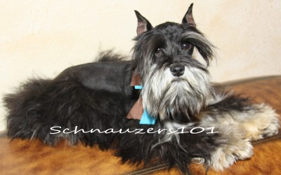 Black N Silver Schnauzer