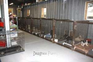 Interior of Miniature Schnauzer Breeder Kennel