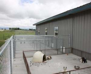 Outdoor View of Miniature Schnauzer Breeder Dog House