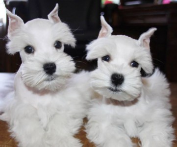 Toy & Mini Schnauzer Puppies