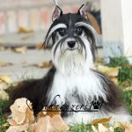 Mini Schnauzer - Barbie