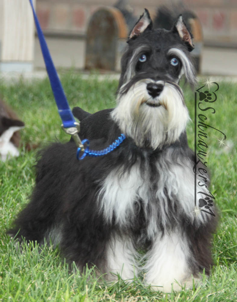 Supercoated Schnauzers & Chocolate Schnauzer Puppies in Phoenix, AZ