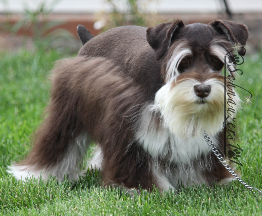 Supercoated Schnauzers & Chocolate Schnauzer Puppies in Phoenix, AZ
