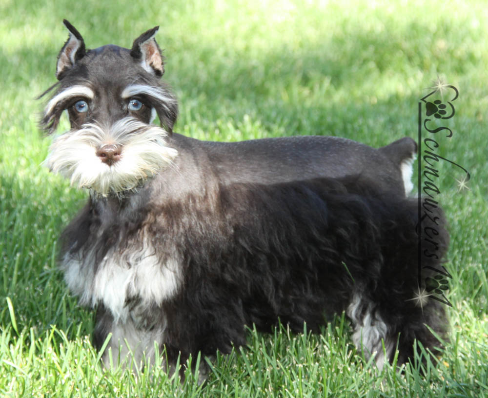 Supercoated Schnauzers & Chocolate Schnauzer Puppies Schnauzers 101