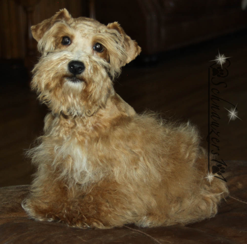 Supercoated Schnauzers & Chocolate Schnauzer Puppies in Phoenix, AZ