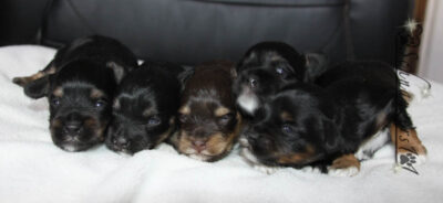 Teacup, Toy and Mini Schnauzer Puppies for Sale in San Bernardino, CA ...