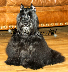 Black N Silver Schnauzer