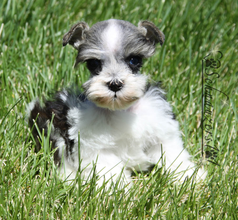 Teacup & Mini Schnauzer Puppies for Sale near Orange County, CA