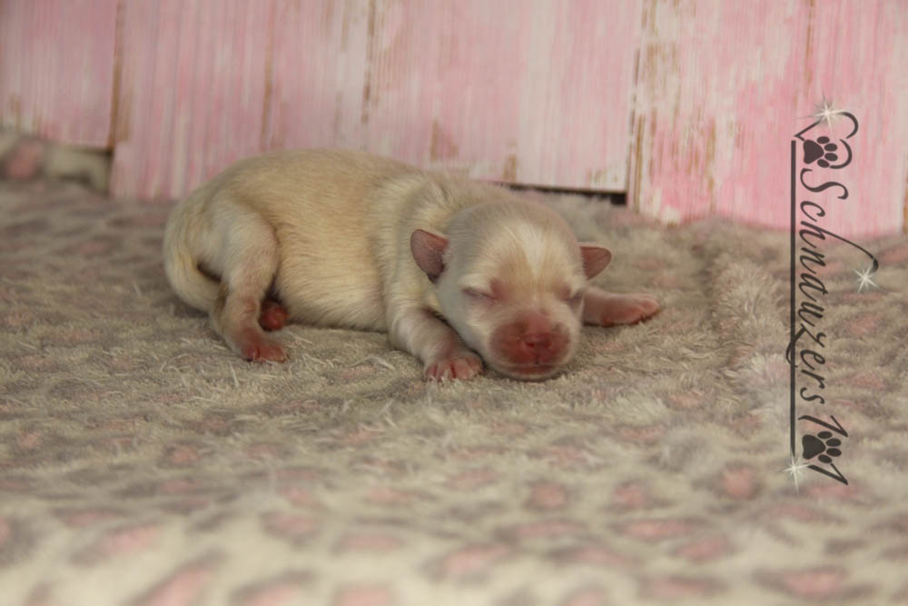 Teacup & Mini Schnauzer Puppies for Sale near Orange County, CA