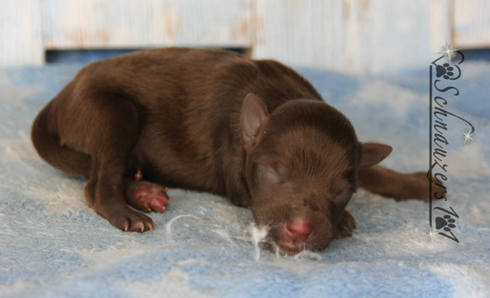Teacup & Mini Schnauzer Puppies for Sale near Orange County, CA