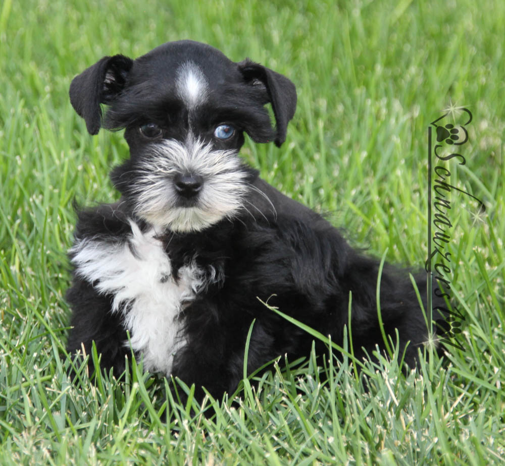 Teacup & Mini Schnauzer Puppies for Sale near Orange County, CA