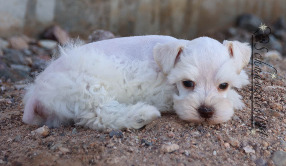 Teacup & Mini Schnauzer Puppies for Sale near Orange County, CA