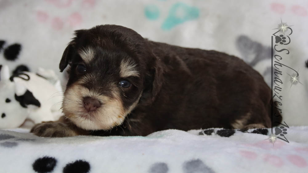 Teacup & Mini Schnauzer Puppies for Sale near Orange County, CA