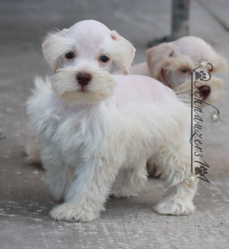 Teacup & Mini Schnauzer Puppies for Sale near Orange County, CA