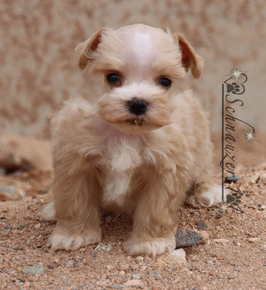 Teacup & Mini Schnauzer Puppies for Sale near Orange County, CA