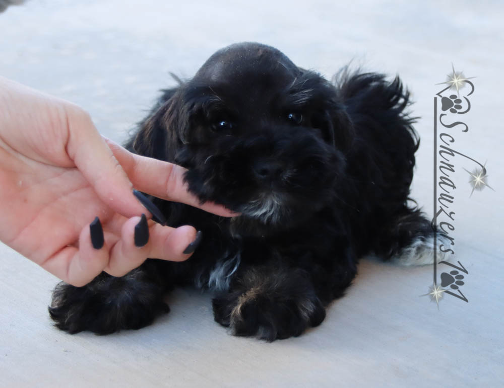 Teacup & Mini Schnauzer Puppies for Sale near Orange County, CA